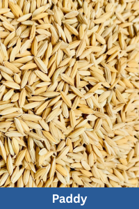 Paddy